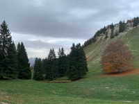 Sapins et arbre caduque